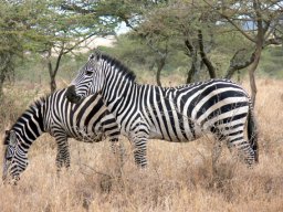 serengeti_19_20160224_1521474138