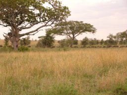 serengeti_2_20160224_1656099155