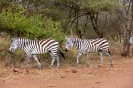 Serengeti_12