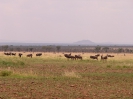 Serengeti