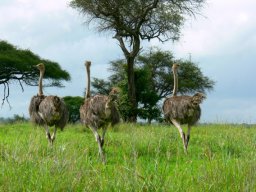 tarangire_20_20160224_1685841757