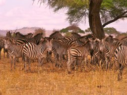 tarangire_5_20160224_1745591811